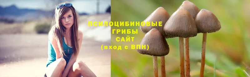 мориарти состав  Гудермес  Галлюциногенные грибы MAGIC MUSHROOMS  купить закладку 